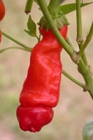 peter-pepper-frutto.jpg