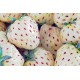 Pianta fragola bianca "ananassa"