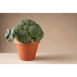 Pianta broccolo romano natalino Veronica