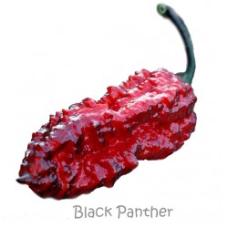 Black Panther secco