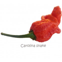 Semi Carolina Snake