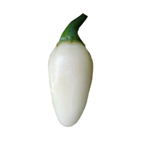 Habanero white 10 semi