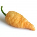 Semi Bengal naga peach