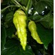 Semi Bengal naga peach