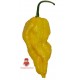 Habanero Yellow Fresco