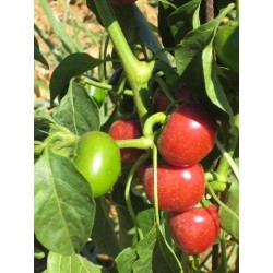 30 Semi Di Peperoncino - 3 Varietà: Azteco, Bishop Crown, Tondo Calabrese - Produzione 2017
