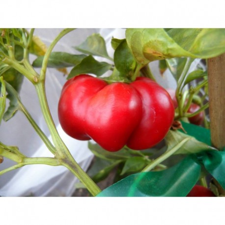 Tomato Pepper secco