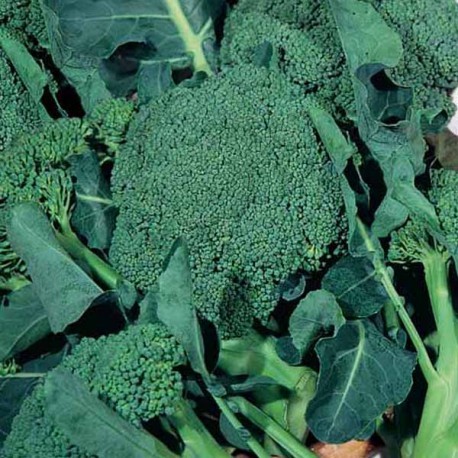 Semi di broccolo ramoso calabrese