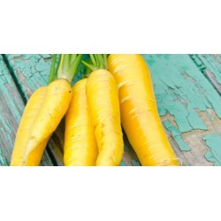 Semi di carota gialla