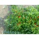 Peperoncino calabrese diavolicchio 25 semi