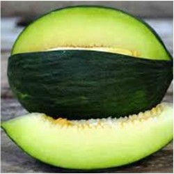 Semi Melone Verde Inverno Tendral