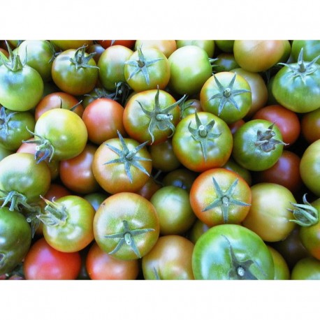 Semi di pomodoro grappolo siciliano nano "Verdinio"