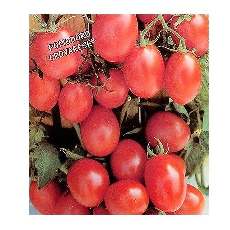 Semi di pomodoro grappolo da appendere crovarese