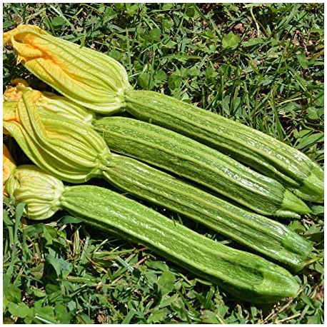 Semi Zucchino Romano Nettuno