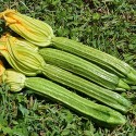 Semi Zucchino Romano Nettuno