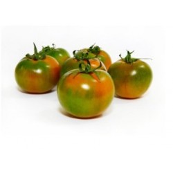 Semi di pomodoro tipo sardo kamonium
