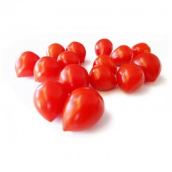 Semi di pomodoro tomato berry