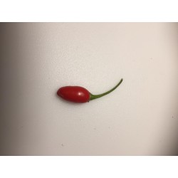 Semi Calabrian Pepper Diavolicchio SuperHot