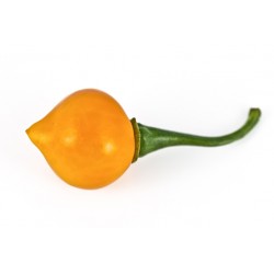 Semi chupetinho orange