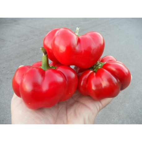 Tomato Pepper - peperoncino pomodoro semi