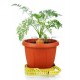 Pianta carota maestro