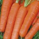 Pianta carota maestro