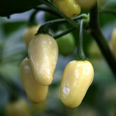 Semi Di Peperoncino Habanero Cappuccino E Habanero White Bullet – 10 Semi Per Varietà, Produzione 2020, Alta Produttività