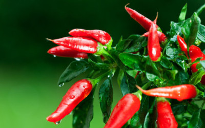 talee di peperoncino